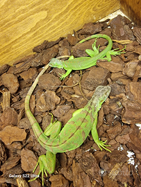 Iguana verde