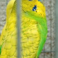 Splendide Cocorite