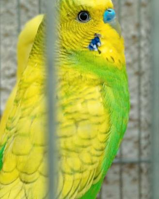 Splendide Cocorite