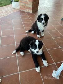 Cuccioli di Border collie