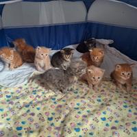Maine Coon Cuccioli gatti XL