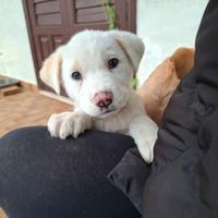 Cane cucciolo meticci labrador tipo