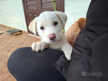 Cane cucciolo meticci labrador tipo