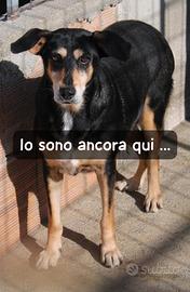 MAYA 7 ANNI taglia media