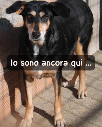 MAYA 7 ANNI taglia media
