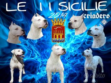 DOGO Argentino cucciolone 1 Maschio e 1 Femmina 