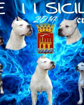 DOGO Argentino cucciolone 1 Maschio e 1 Femmina 