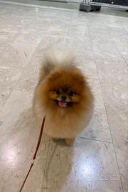 MONTA/ACCOPPIAMENTO spitz pomerania volpino