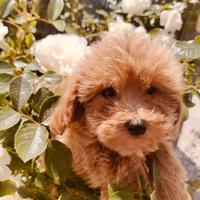 Vasta scelta di Maltipoo