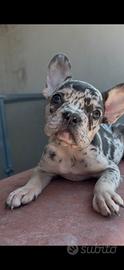 Bulldog francese