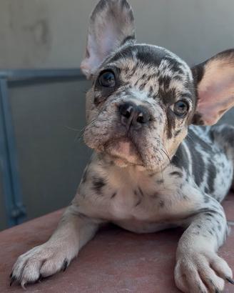 Bulldog francese