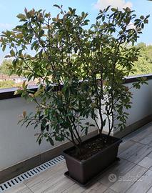 Piante per terrazzo/giardino