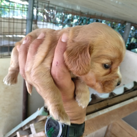 Cocker