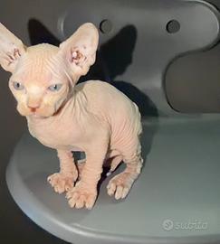 Cuccioli Sphynx