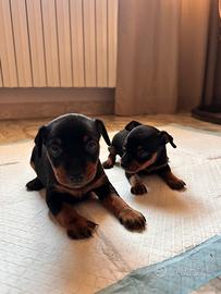 Cuccioli di Pinscher Toy