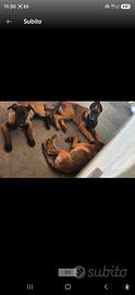 Malinois