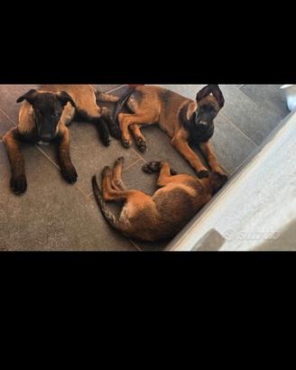 Malinois