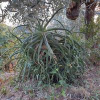 Aloe arborescens in vaso