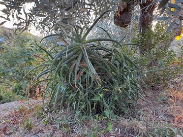 Aloe arborescens in vaso