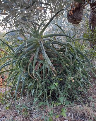 Aloe arborescens in vaso
