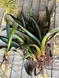 Agave