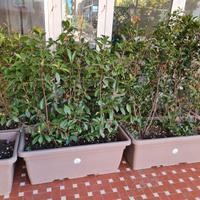 Vaso con piante di Photinia siepe