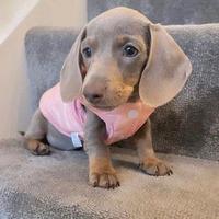 BASSOTTI NANI - BASSOTTO NANO liliac CUCCIOLI