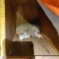 Cuccioli lagotto romagnolo