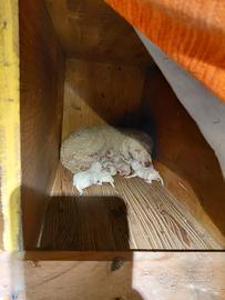 Cuccioli lagotto romagnolo