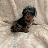 Barboncini Toy merle