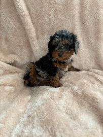 Barboncini Toy merle