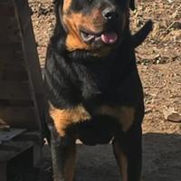Stallone rottweiler