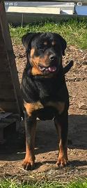 Stallone rottweiler