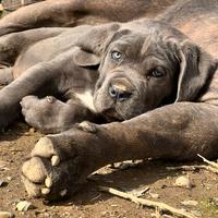 Cuccioli Cane Corso XXL