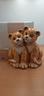 tigrotti-