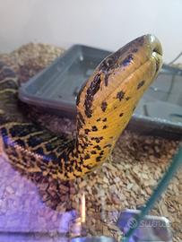 Serpente anaconda gialla