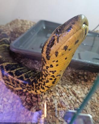 Serpente anaconda gialla