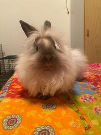 Coniglio nano testa di leone