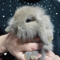 Coniglio Ariete Nano