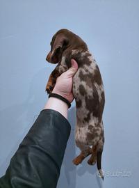 Cuccioli di bassotto arlecchino