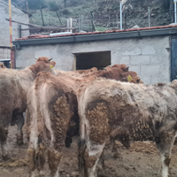 Vitelli incrocio per l'ingrasso