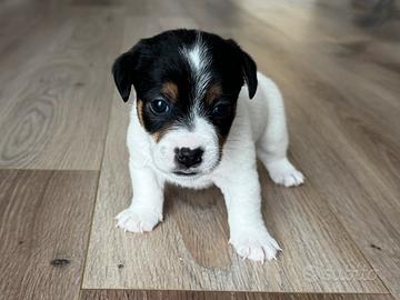 Jack Russel