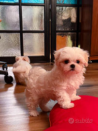 Cuccioli Maltese
