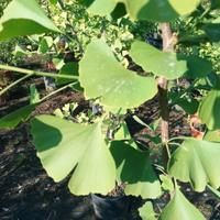 ginko biloba