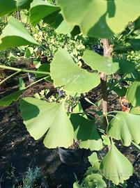 ginko biloba