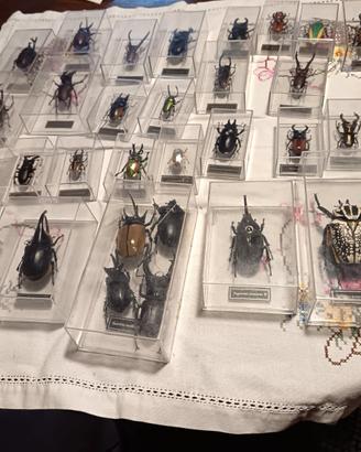 oggetti da collezione 