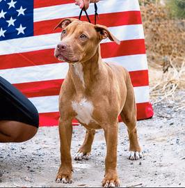 Pitbull UKC F