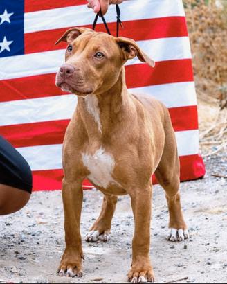 Pitbull UKC F
