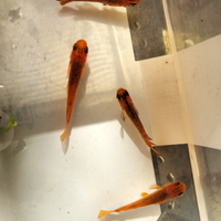 Medaka red dragon pesci da laghetto o mini pond