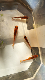 Medaka red dragon pesci da laghetto o mini pond